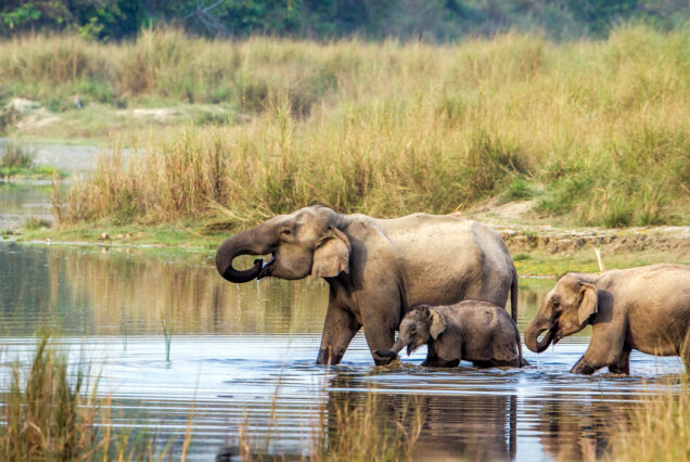 chitwan national park